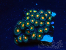 WYSIWYG - Zoanthus Indo Mariculture Acclimated under LED