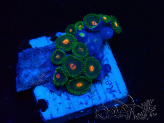 WYSIWYG - Zoanthus 14C2 Mariculture Indo Acclimaté sous led