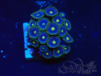 WYSIWYG - Zoanthus 14C4 Mariculture Indo Acclimaté sous led