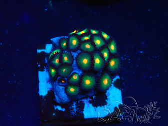 WYSIWYG - Zoanthus 14C5 Mariculture Indo Acclimaté sous led