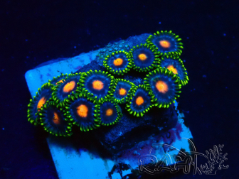 WYSIWYG - Zoanthus 14C6 Mariculture Indo Acclimaté sous led