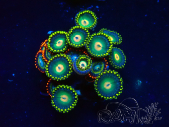 WYSIWYG - Zoanthus Maricultura Indo Acclimatato sotto led