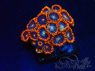 WYSIWYG - Zoanthus 14D5 Mariculture Indo Acclimaté sous led