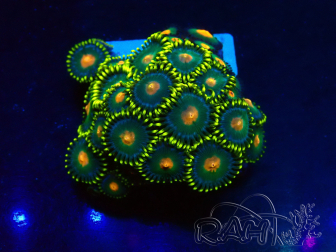 WYSIWYG - Zoanthus Maricultura Indo Aclimatado bajo LED