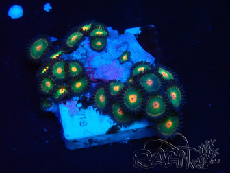 WYSIWYG - Zoanthus Mariculture Indo Acclimaté sous led