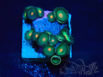 WYSIWYG - Zoanthus 14E2 Mariculture Indo Acclimaté sous led