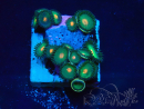 WYSIWYG - Zoanthus Mariculture Indo Acclimaté sous led