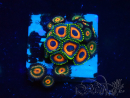 WYSIWYG - Zoanthus Maricoltura Indo Acclimatato sotto led
