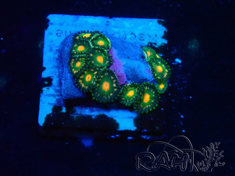 WYSIWYG - Zoanthus Indo Mariculture Acclimated under LED