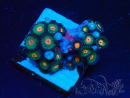 WYSIWYG - Zoanthus Mariculture Indo Acclimaté sous led