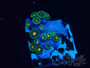 WYSIWYG - Zoanthus Maricoltura Indo Acclimatato sotto LED