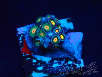 WYSIWYG - Zoanthus  14F2 Mariculture Indo Acclimaté sous led