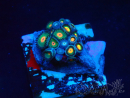 WYSIWYG - Zoanthus  Mariculture Indo Acclimaté sous led