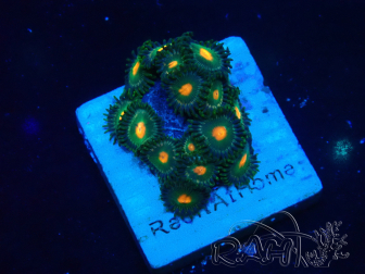 WYSIWYG - Zoanthus Mariculture Indo Acclimaté sous led