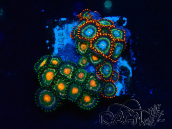 WYSIWYG - Zoanthus 14F4 Mariculture Indo Acclimaté sous led