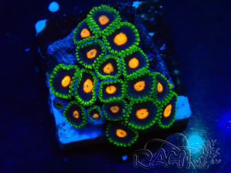 WYSIWYG - Zoanthus Mariculture Indo Acclimated under LED