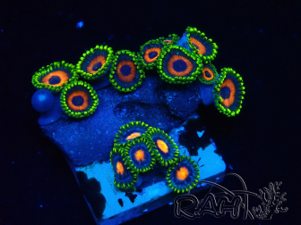 WYSIWYG - Zoanthus 14G1 Mariculture Indo Acclimaté sous led