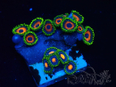 WYSIWYG - Zoanthus Mariculture Indo Acclimaté sous led