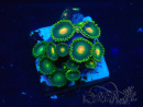 WYSIWYG - Zoanthus Maricoltura Indo Acclimatato sotto led