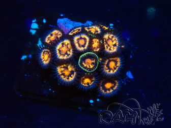 WYSIWYG - Zoanthus Mariculture Indo Acclimaté sous led