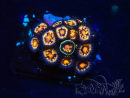 WYSIWYG - Zoanthus Maricultura Indo Aclimatado bajo LED