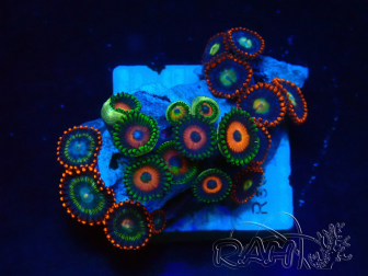 WYSIWYG - Zoanthus Mariculture Indo Acclimaté sous led