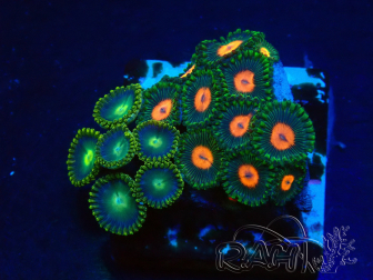 WYSIWYG - Zoanthus 14G6 Mariculture Indo Acclimaté sous led