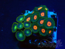 WYSIWYG - Zoanthus 14G6 Mariculture Indo Acclimaté sous led
