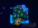 WYSIWYG - Zoanthus Maricultura Indo Acclimatati sotto led