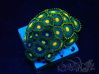 WYSIWYG - Zoanthus 14H2 Mariculture Indo Acclimaté sous led