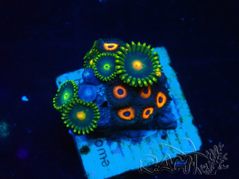 WYSIWYG - Zoanthus Mariculture Indo Acclimated under LED