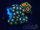 WYSIWYG - Zoanthus Mariculture Indo Acclimaté sous led