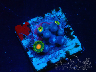 WYSIWYG - Zoanthus Mariculture Indo Acclimated under LED