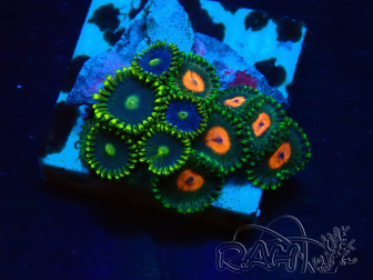 WYSIWYG - Zoanthus Mariculture Indo Acclimaté sous led