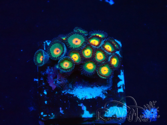 WYSIWYG - Zoanthus Mariculture Indo Acclimaté sous led