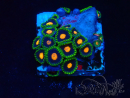 WYSIWYG - Zoanthus Mariculture Indo Acclimaté sous led