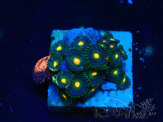 WYSIWYG - Zoanthus 14i4 Mariculture Indo Acclimaté sous led