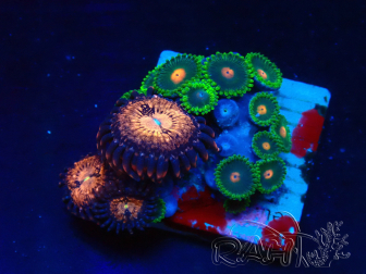 WYSIWYG - Zoanthus Maricoltura Indo Acclimatato sotto LED