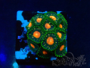 WYSIWYG - Zoanthus Maricoltura Indo Acclimatato sotto LED