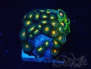 WYSIWYG - Zoanthus Mariculture Indo Acclimaté sous led