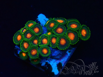 WYSIWYG - Zoanthus Indo Mariculture Acclimated under LED