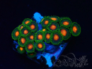 WYSIWYG - Zoanthus 14J2 Mariculture Indo Acclimaté sous led