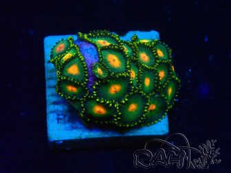 WYSIWYG - Zoanthus Mariculture Indo Acclimaté sous led