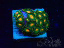 WYSIWYG - Zoanthus Mariculture Indo Acclimaté sous led