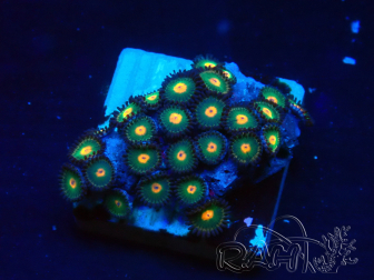 WYSIWYG - Zoanthus Maricultura Indo Aclimatado bajo LED