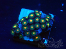 WYSIWYG - Zoanthus Mariculture Indo Acclimated under LED