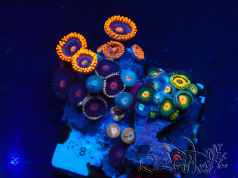 WYSIWYG - Zoanthus Mariculture Indo Acclimaté sous led