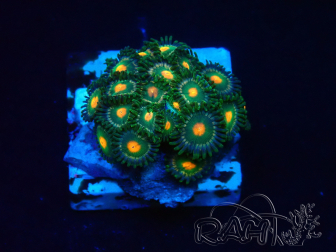 WYSIWYG - Zoanthus 14K1 Mariculture Indo Acclimaté sous led