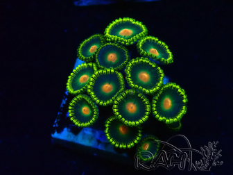 WYSIWYG - Zoanthus  Maricoltura Indo Acclimatato sotto led