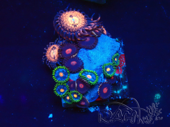 WYSIWYG - Zoanthus Indo Mariculture Acclimated under LED